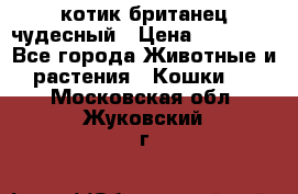 котик британец чудесный › Цена ­ 12 000 - Все города Животные и растения » Кошки   . Московская обл.,Жуковский г.